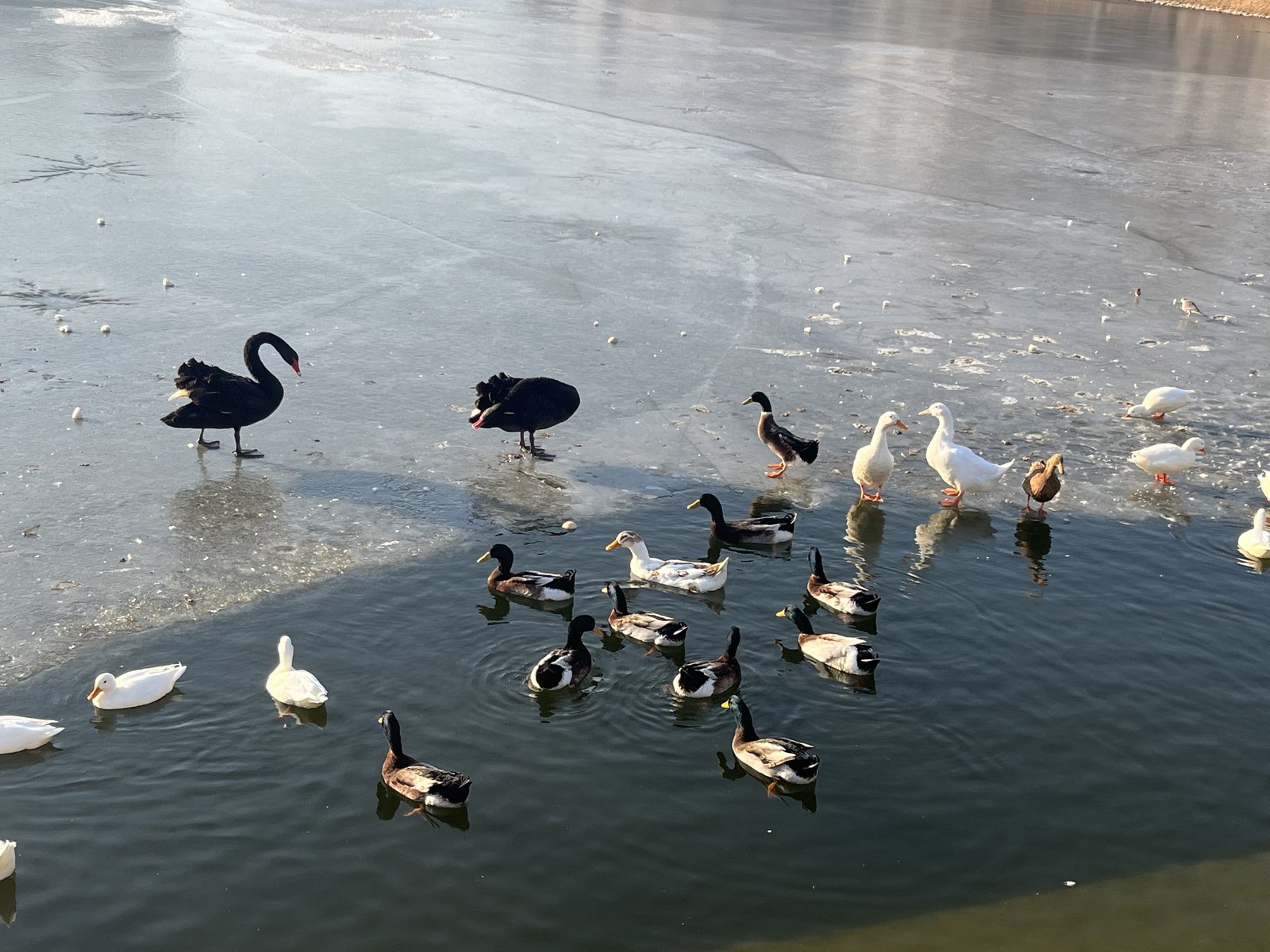 Black swans and ducks at Tianjin University